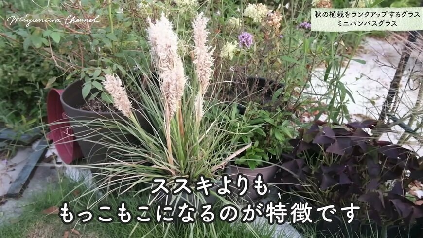 ミニパンパスグラス