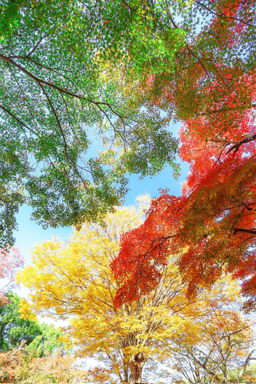 青空と3色の木々