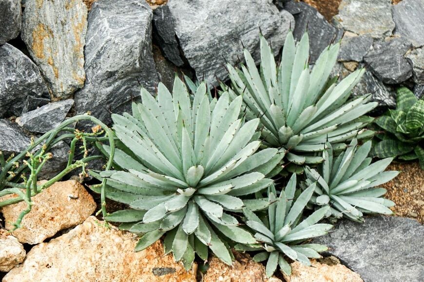 ロックガーデンに葉を広げている多肉植物「アガベ」