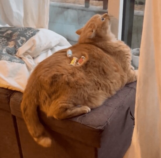 猫をお世話する息子さん