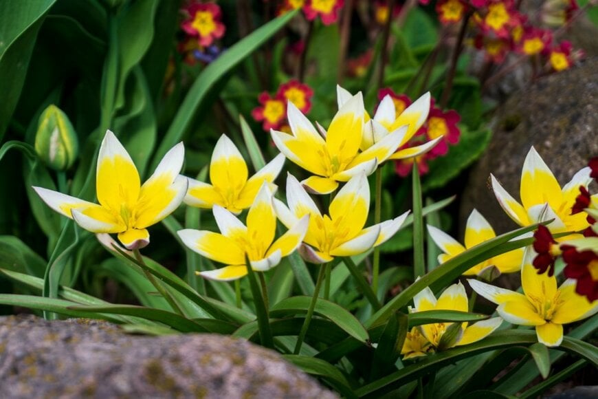 花びらの先が白色の、黄色い花を咲かせている原種チューリップ
