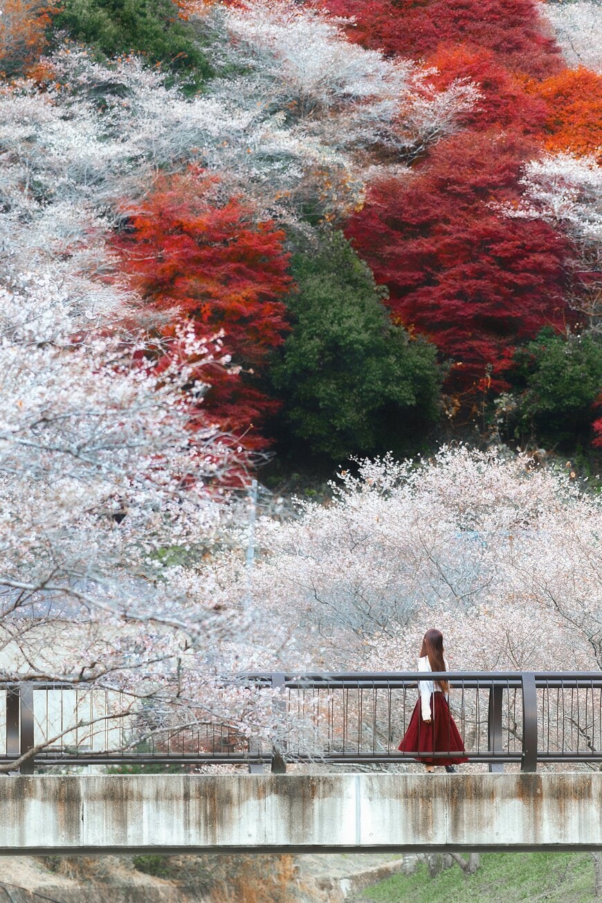 四季桜と紅葉を同時に見られる珍しい景色