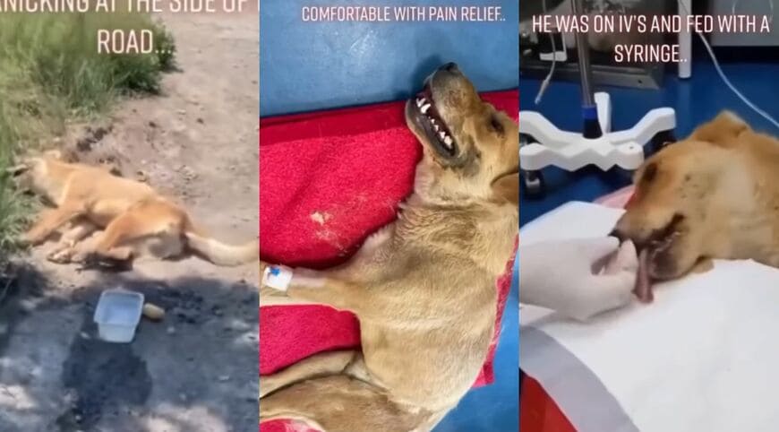 道路脇で倒れていた犬が点滴などの治療を受ける様子