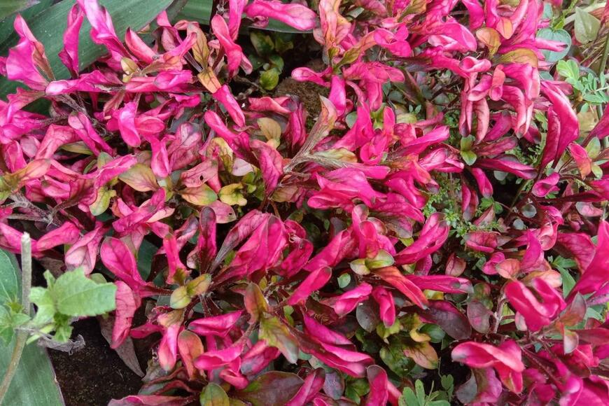 アルテルナンテラの葉。色は濃いサーモンピンク。