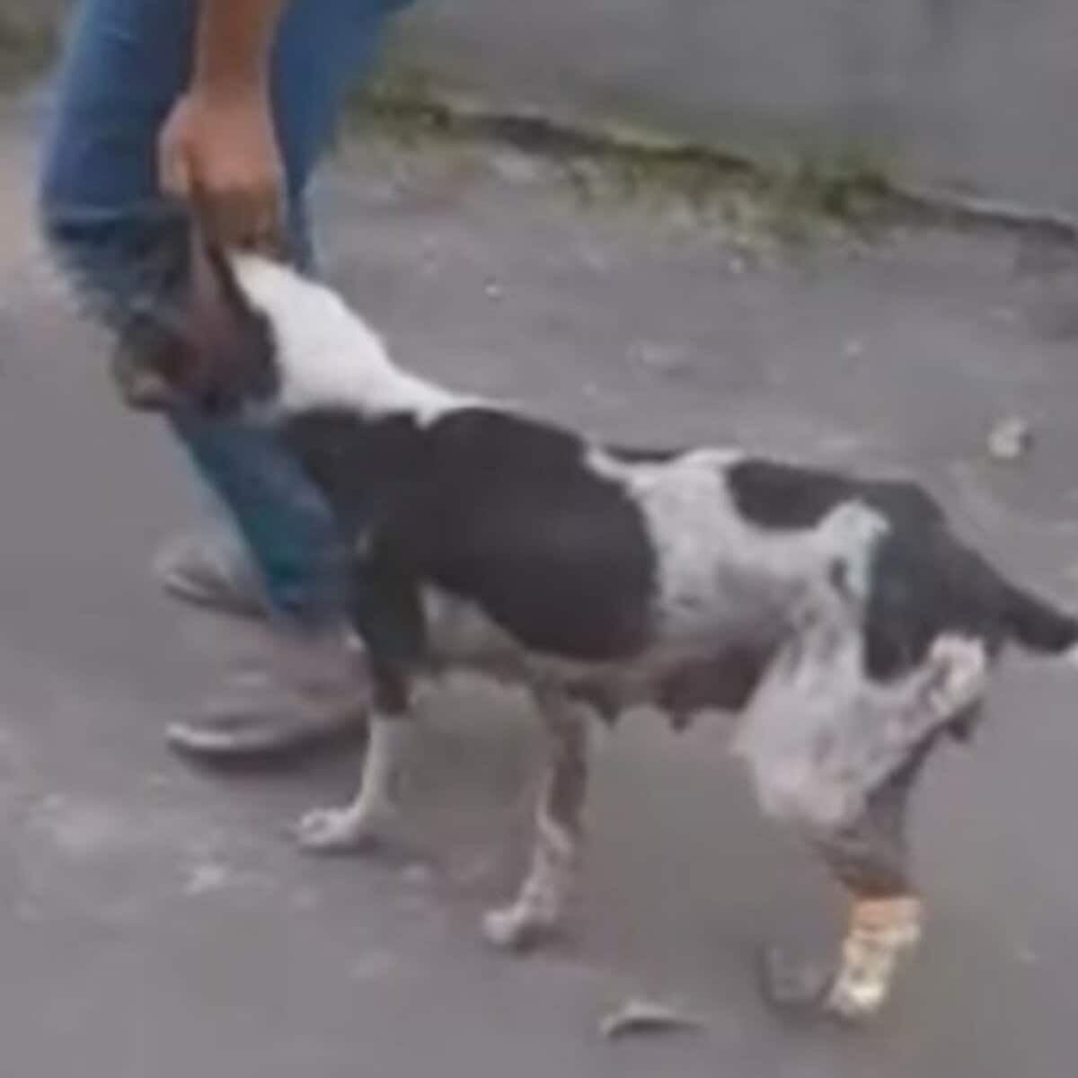  車に轢かれた犬を救助、脚を失うも元気に回復した姿に応援の声 LIMO編集部が感動の投稿をピックアップ！犬・猫の平均入手価格についても紹介 | 概要 | LIMO | くらしとお金の経済メディア