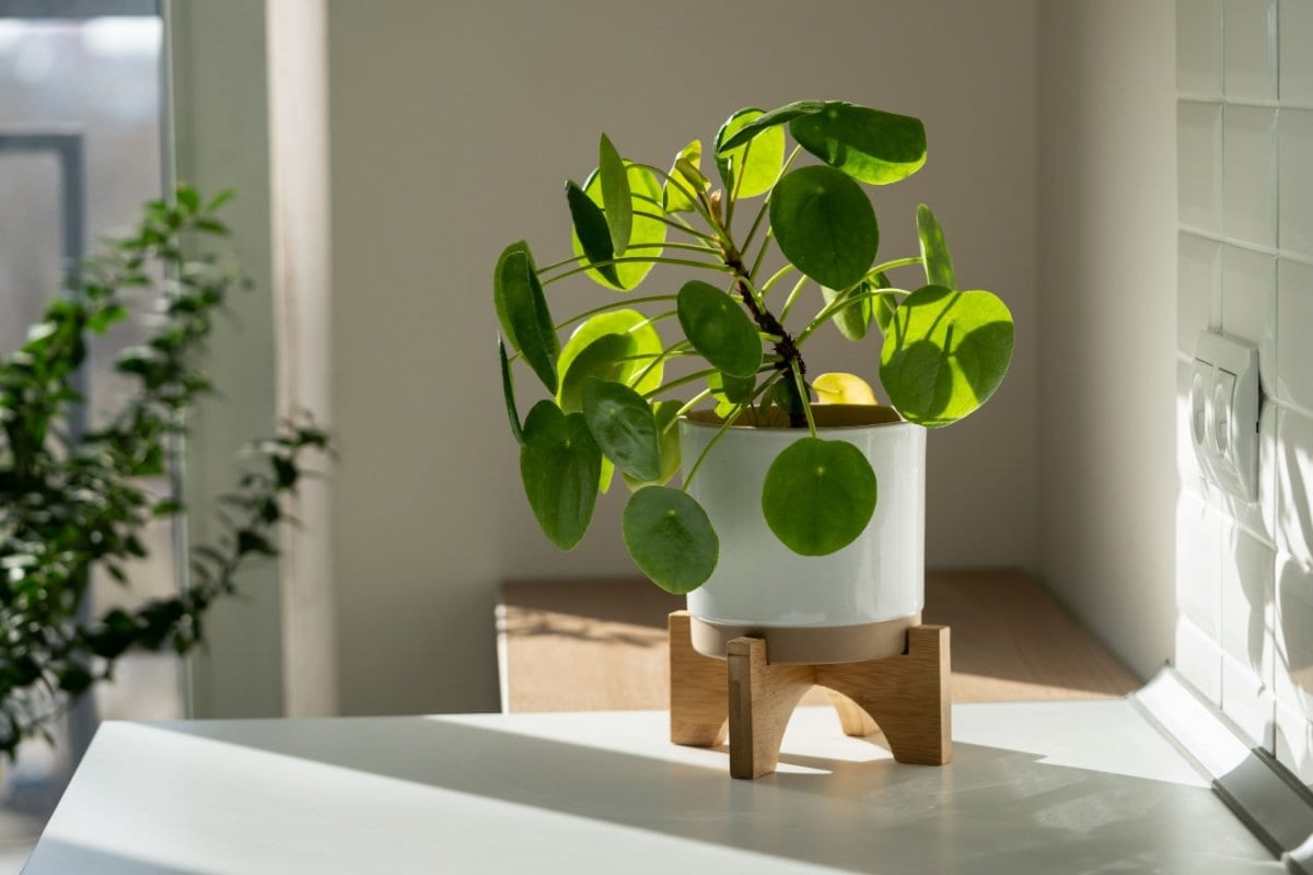 玄関 観葉 植物