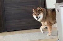 【3万いいね】ニコニコ顔で飼い主の前に現れた犬→次の瞬間「意外な表情」に思わず笑ってしまう