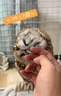 フクロウに遊んでもらう飼い主さんに、SNSでも「羨ましい」の声