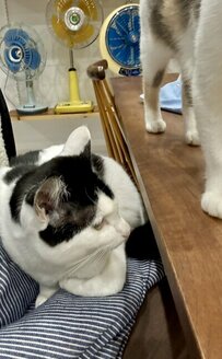 姉妹で取り合うお膝争奪戦、本日は姉猫の勝ち！　幸せそうなお顔にホッコリする人続出