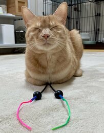 【誰にも渡さないニャ！】お気に入りのおもちゃを離さずに爆睡する猫ちゃんの姿がSNSで大反響！