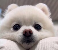 【話題】ワンちゃんが決行したまさかの「作戦」に2万いいね、あまりにあざと賢い姿に悶絶