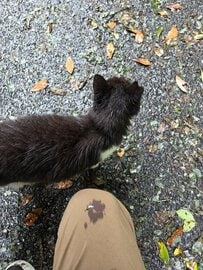 宮城県の猫島「田代島」で猫のもてなしに喜び　「足跡をつけられ傘を取られた」写真にホッコリ