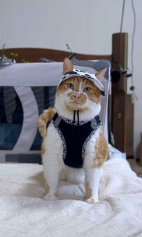 【癒される】牛柄の帽子をかぶってお散歩の準備万端！満足気な表情の猫ちゃんがキュートすぎる