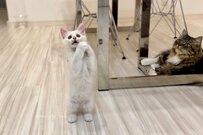 お願いだニャ…可愛すぎるおねだりを披露する元捨て猫さんが話題