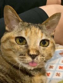 【ほっこり】猫ちゃんの舌出したままになっている姿が10万5000回再生「舌出しながら猫パンチ！」がかわいい