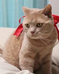 「不満タラタラにゃ～」言葉がなくても伝わりそうな〈猫の不満顔〉に笑ってしまう