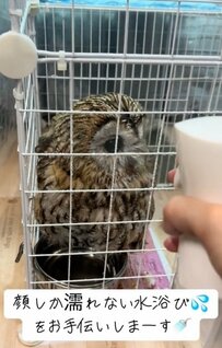 【癒し】小さなお風呂で一生懸命水浴びをするフクロウが可愛い！