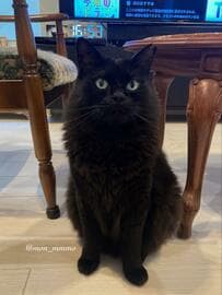 Xに猫の写真を投稿しよう！と思ったら…　思わず驚いたかわいい理由に心が和む