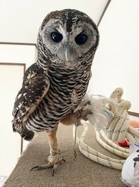 【筋トレ？するフクロウ】「えっほ、えっほ」と頑張る姿がかわいすぎる！