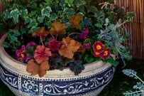 【ガーデニング】秋の寄せ植え〈3つの植物で作る〉おすすめ組み合わせ3例