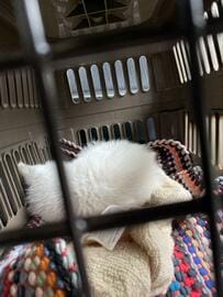 猫を保護した初日　病院に向かう車内で…「圧倒的なメンタル」を見せつける様子が話題