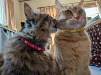 【仲良し親子】ママ猫が甘噛みすると…猫ちゃんが大げさすぎる反応を見せる！？