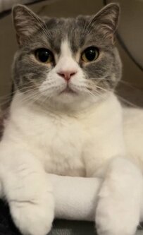 かわいい猫ちゃんの正直レビュー！ベッドの使い心地を教えてくれると思いきや…？まさかの結末に爆笑必死！　