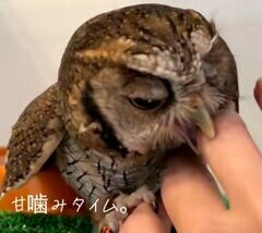 【手とたわむれるフクロウ】飼い主の手を甘噛みしてたわむれるフクロウが可愛すぎる！手をハムハムしながらとろける表情に癒される