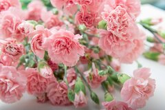 【母の日プレゼント】カーネーションだけじゃない！オススメの花10選、花束やアレンジメントもステキ