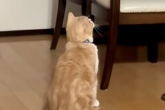【噓でしょ】高いところでくつろぐ猫　その状況を羨む「猫の行動」に思わず笑ってしまう