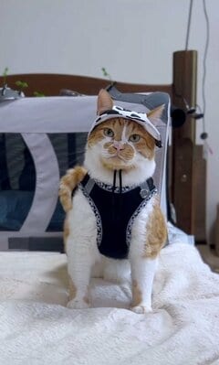 【癒される】牛柄の帽子をかぶってお散歩の準備万端！満足気な表情の猫ちゃんがキュートすぎる
