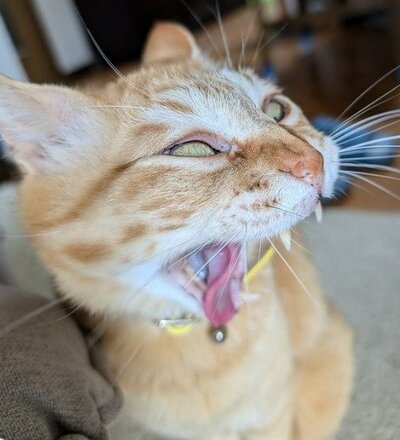 「猫の変顔コンクール」優勝？！なお顔