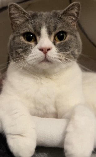 新しいベッドの使い心地を教えるにゃ！
