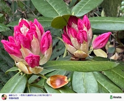 假屋崎省吾の公式ブログ投稿