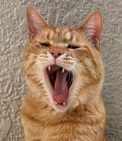 まるで遠吠えをしているかのようなお顔