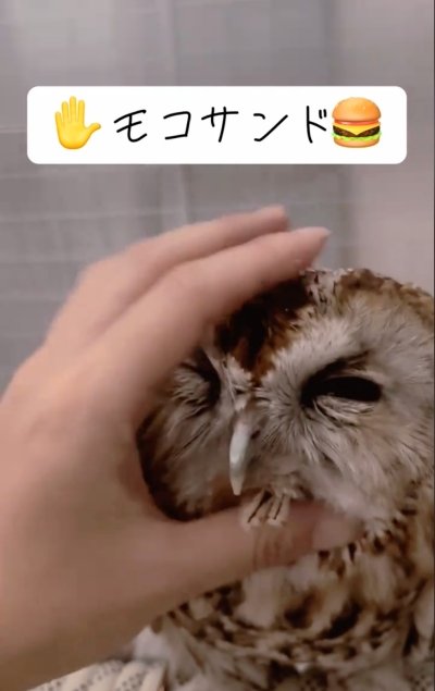 投稿動画のワンシーン