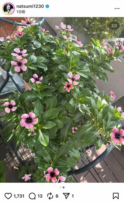 小川菜摘のInstagram投稿