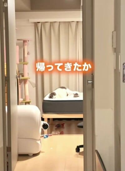 家の主のように寝そべったままお出迎えするまるちゃん