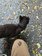 宮城県の猫島「田代島」で猫のもてなしに喜び　「足跡をつけられ傘を取られた」写真にホッコリ