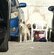 目が見えず、路上で吠え続けていた犬→保護され、元気いっぱいに遊ぶ姿に反響