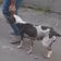  車に轢かれた犬を救助、脚を失うも元気に回復した姿に応援の声