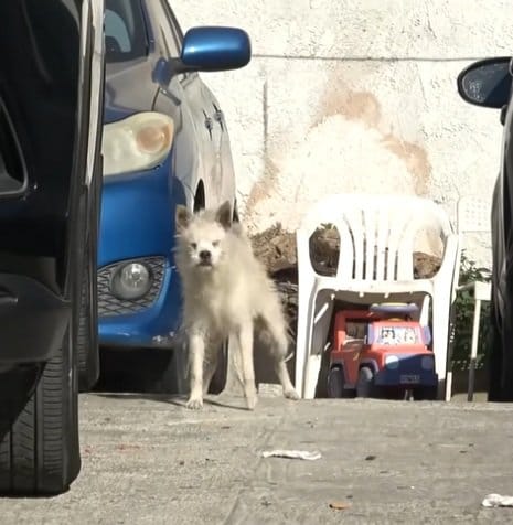 目が見えず、路上で吠え続けていた犬→保護され、元気いっぱいに遊ぶ姿に反響