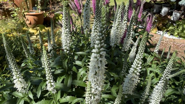 わが家の庭に「植えっぱなし」で、春から晩秋まで花が咲き続ける〈花穂が個性的で美しい多年草〉ホワイトカラー&立体感がおしゃれで素敵です