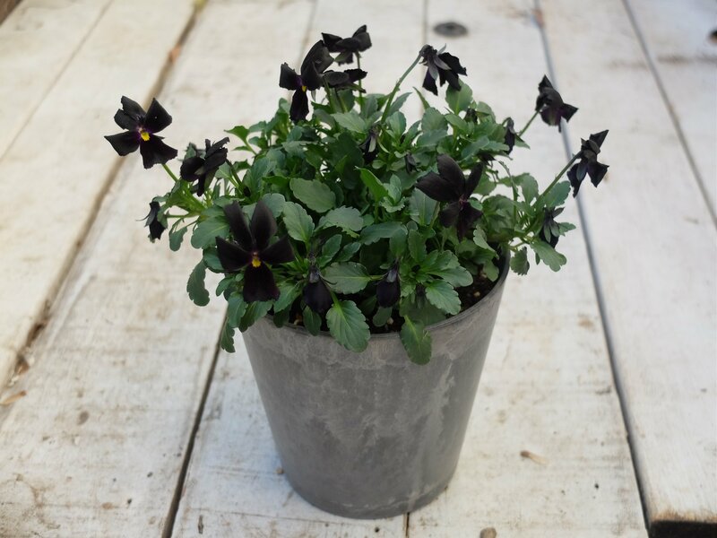 セリア、ストーン調プランター 4号鉢筆者撮影写真