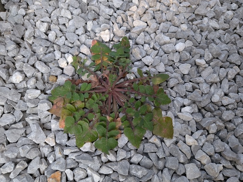 セリア　草抜き