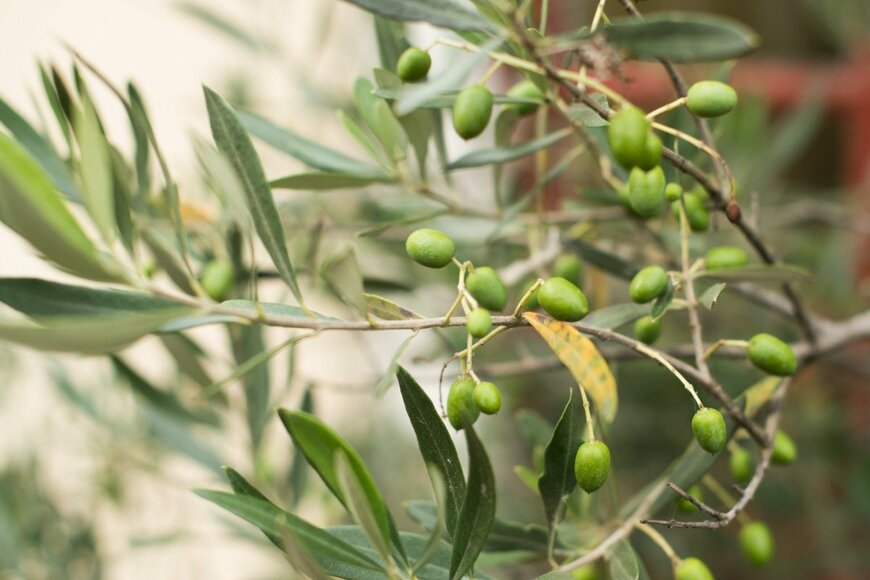 Elena Petrachkova/istockphoto.com