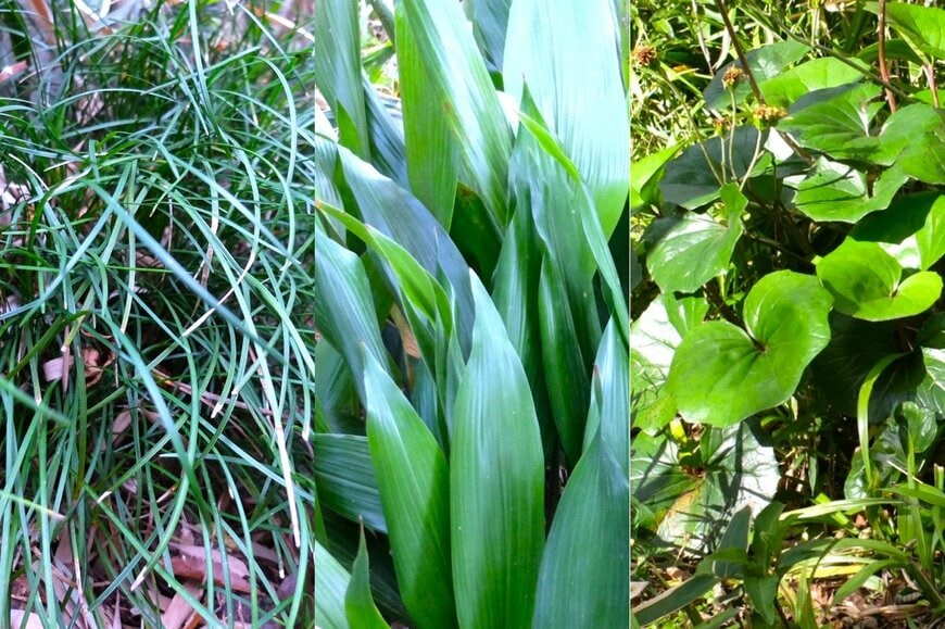 日陰の庭に「植えてよかった！」常緑多年草3選！暑さ寒さに強く、植えっぱなしでもローメンテ