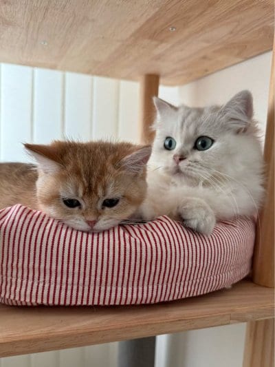 出所：@momosuikitty