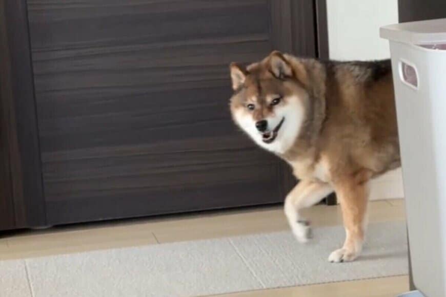 【3万いいね】ニコニコ顔で飼い主の前に現れた犬→次の瞬間「意外な表情」に思わず笑ってしまう