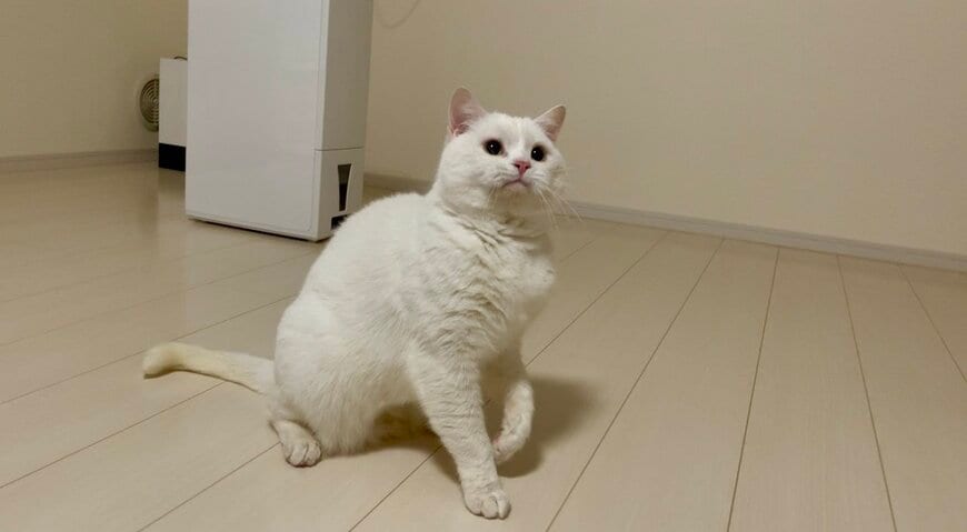 瞳キラキラご機嫌猫ちゃん　何かを見つめてお口ぷっくり　可愛いとXで大絶賛の2万2000いいね
